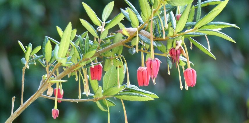 Crinodendron hookerianum