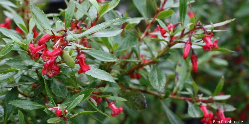 Escallonia 'Red Carpet'