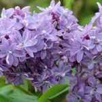 Sering of Syringa snoeien: wanneer en hoe?