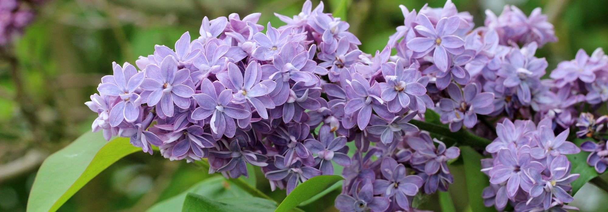 Sering of Syringa snoeien: wanneer en hoe?
