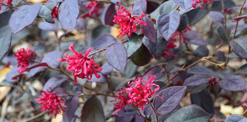 Loropetalum 'Ever Red'