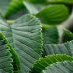 Iep (Ulmus): planten, snoeien en verzorgen