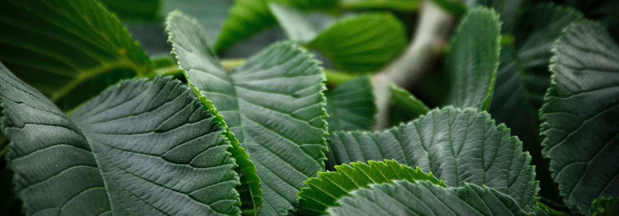 Iep (Ulmus): planten, snoeien en verzorgen