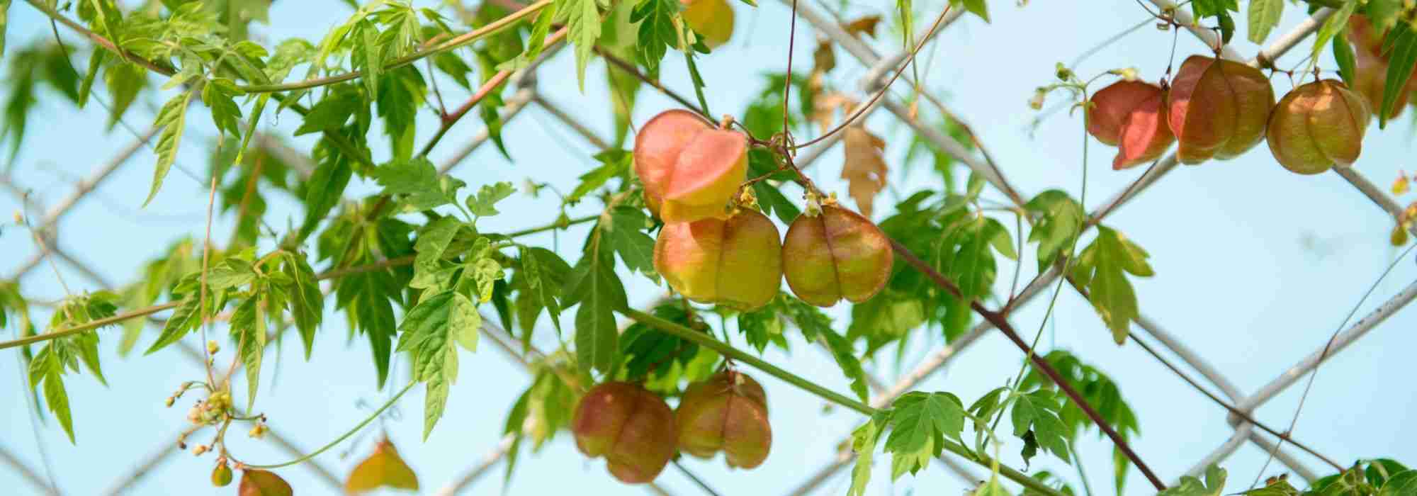 10 ideale klimplanten voor schuttingen