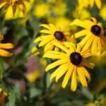 10 vaste planten met gele bloemen voor je tuin