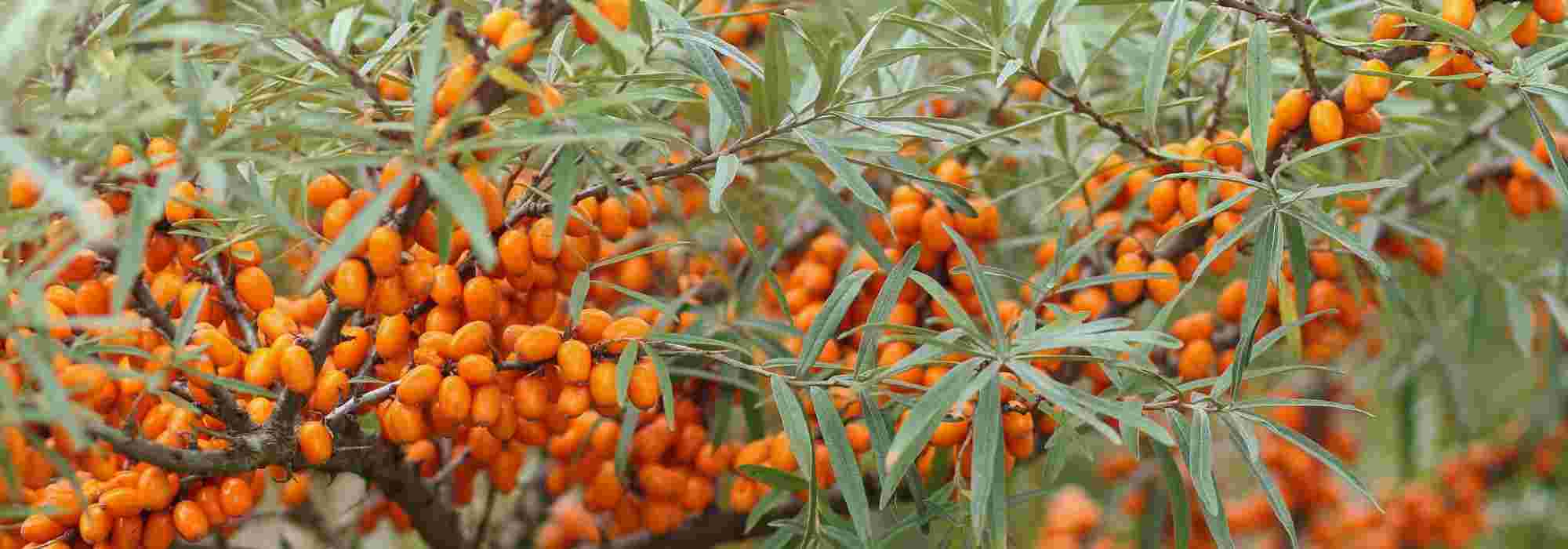 7 heesters met zilvergrijs loof voor je tuin