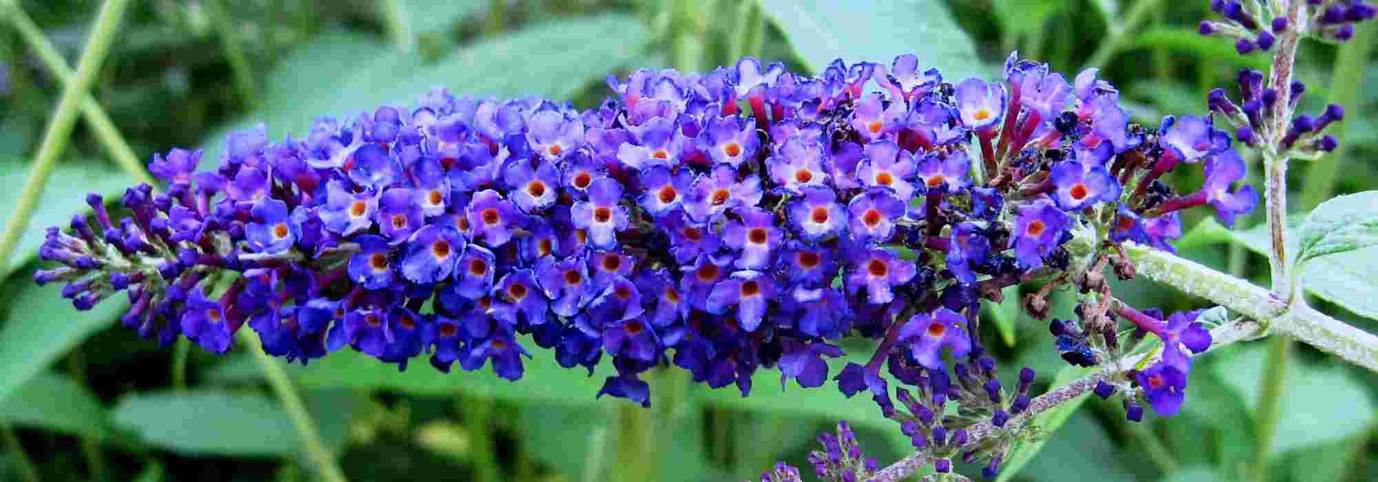 8 heesters met blauwe bloemen voor je tuin