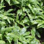 Asplenium: planten, telen en verzorgen