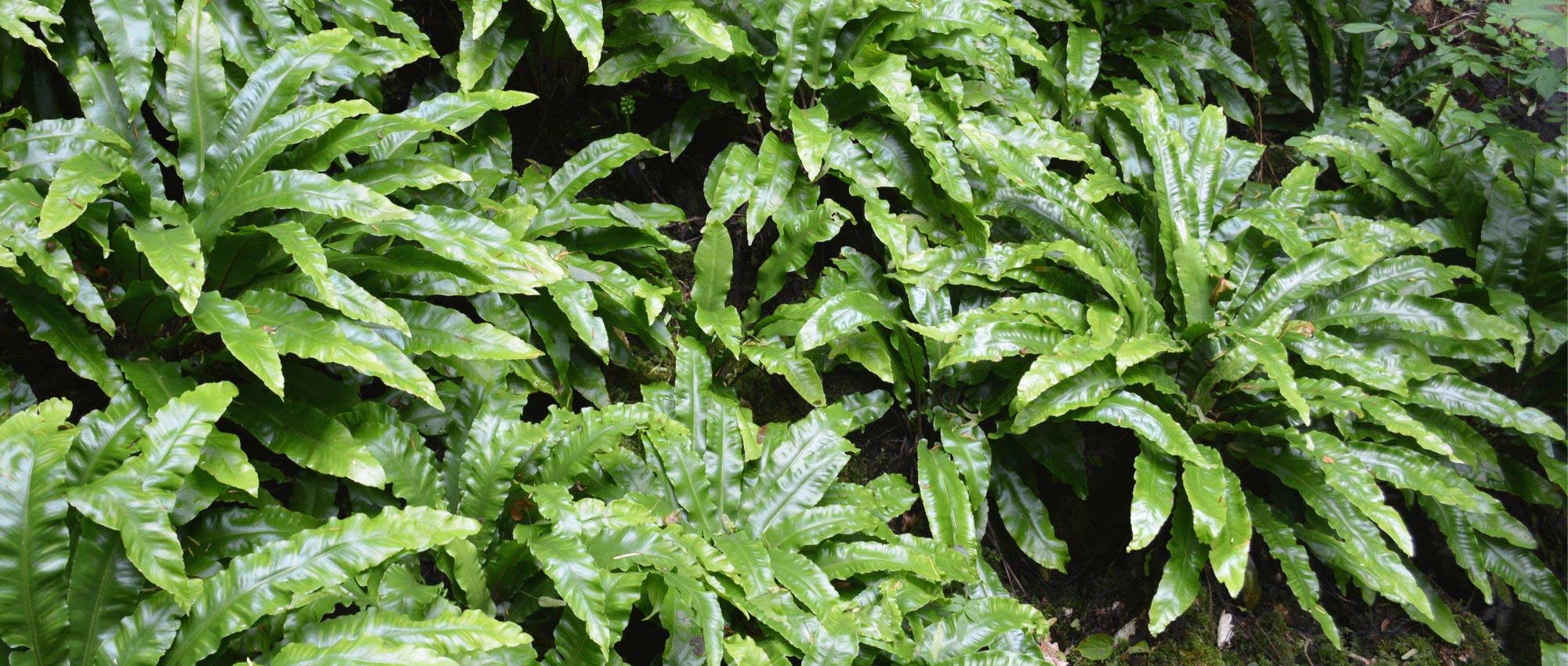 Asplenium: planten, telen en verzorgen