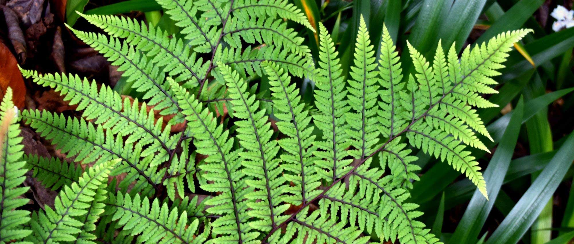 Athyrium: planten, telen en verzorgen