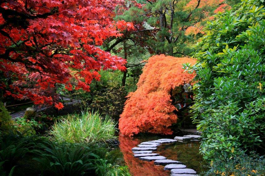 Rood loof dat voor contrast zorgt in een Japanse tuin