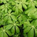 Podophyllum: planten, telen en onderhouden