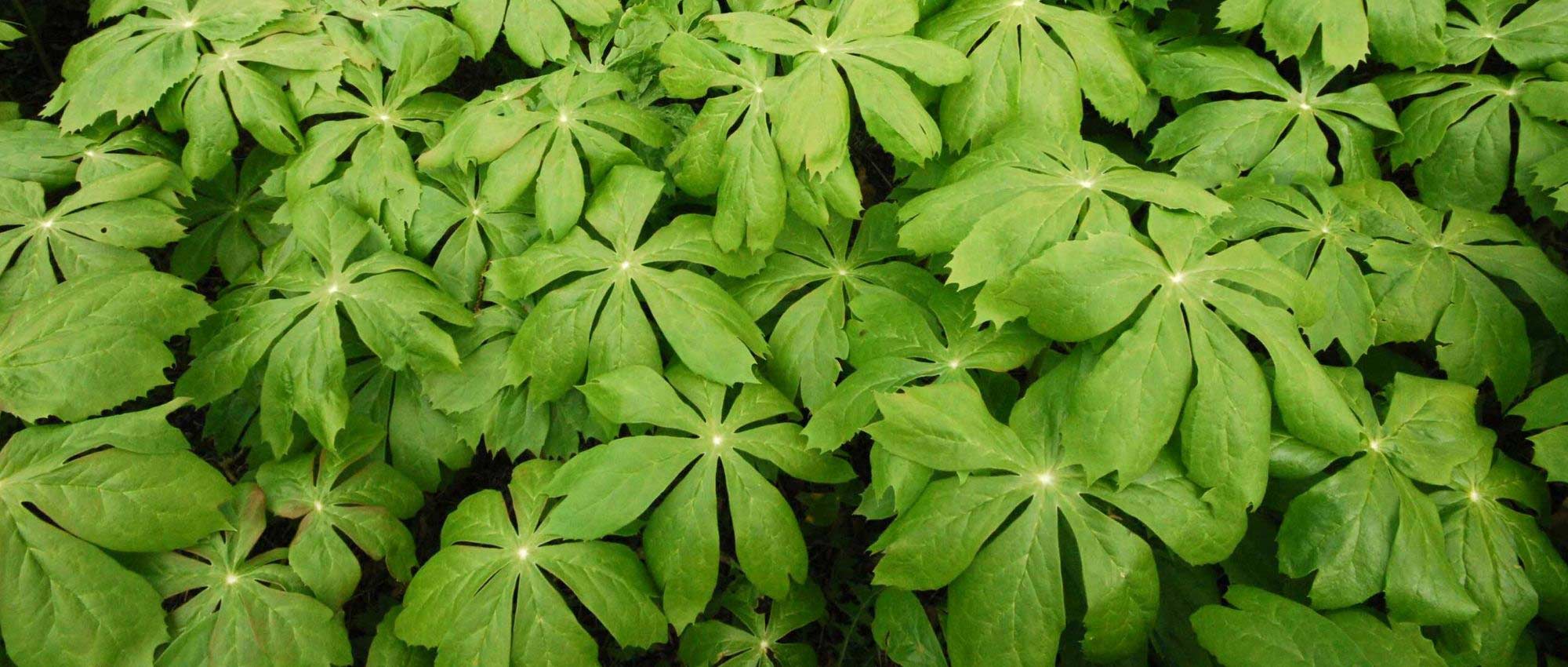 Podophyllum: planten, telen en onderhouden