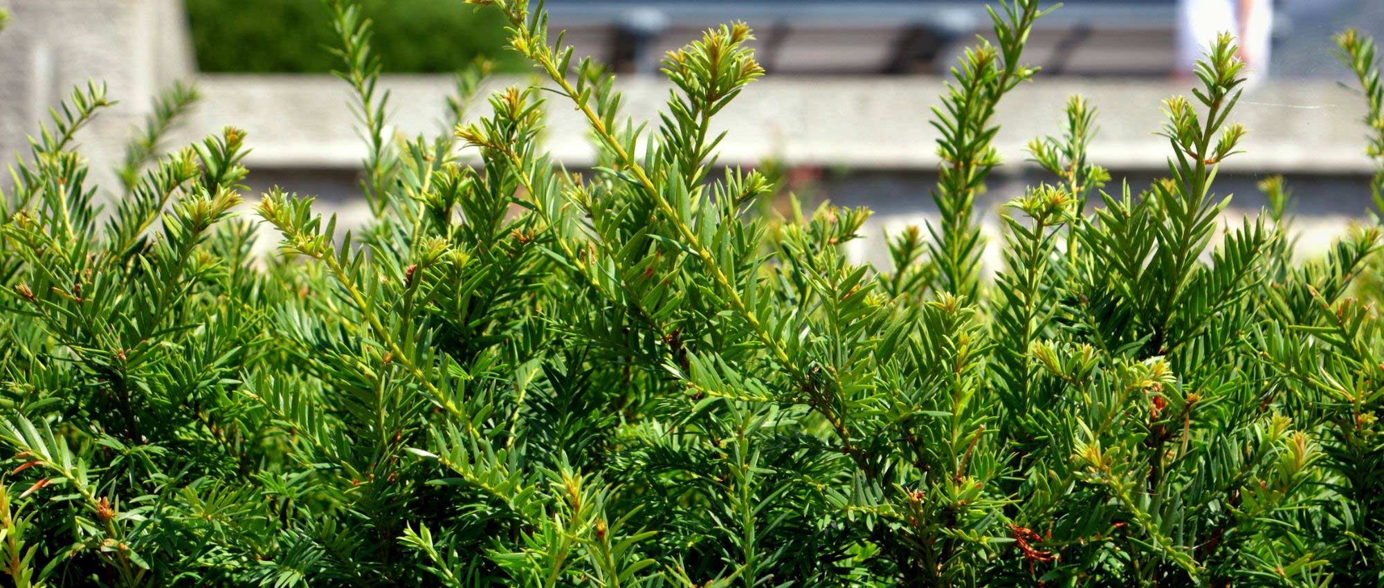 Taxus snoeien: wanneer en hoe?
