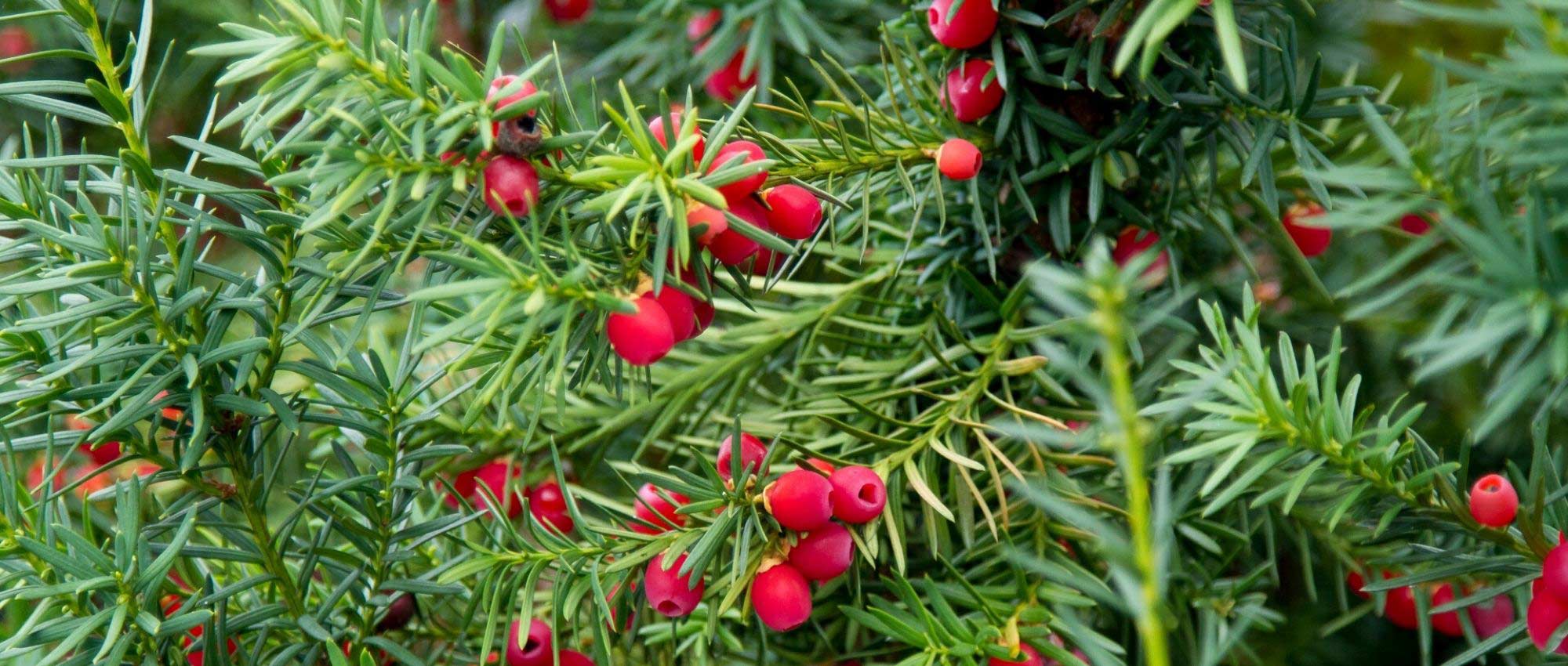 Venijnboom (Taxus baccata): planten en verzorgen