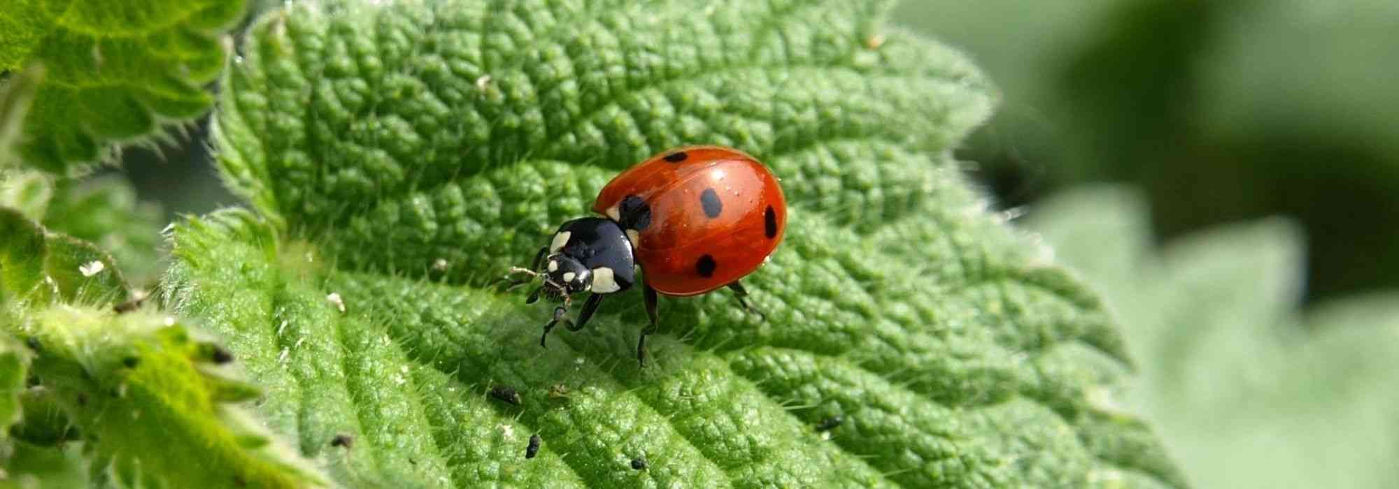 Insecten in de tuin verwelkomen: 7 zelf te maken schuilplaatsen