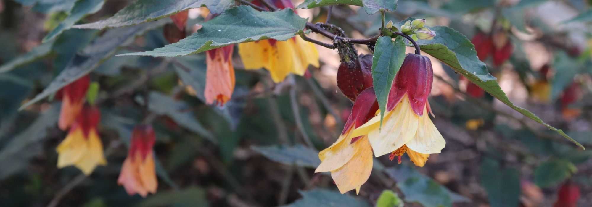 Abutilon goed laten overwinteren