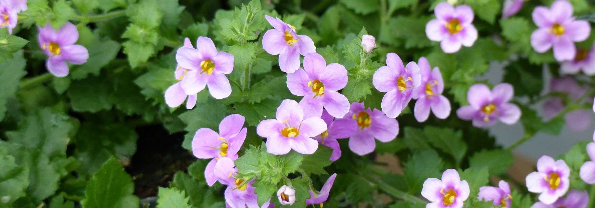 Bacopa: planten, telen en verzorgen