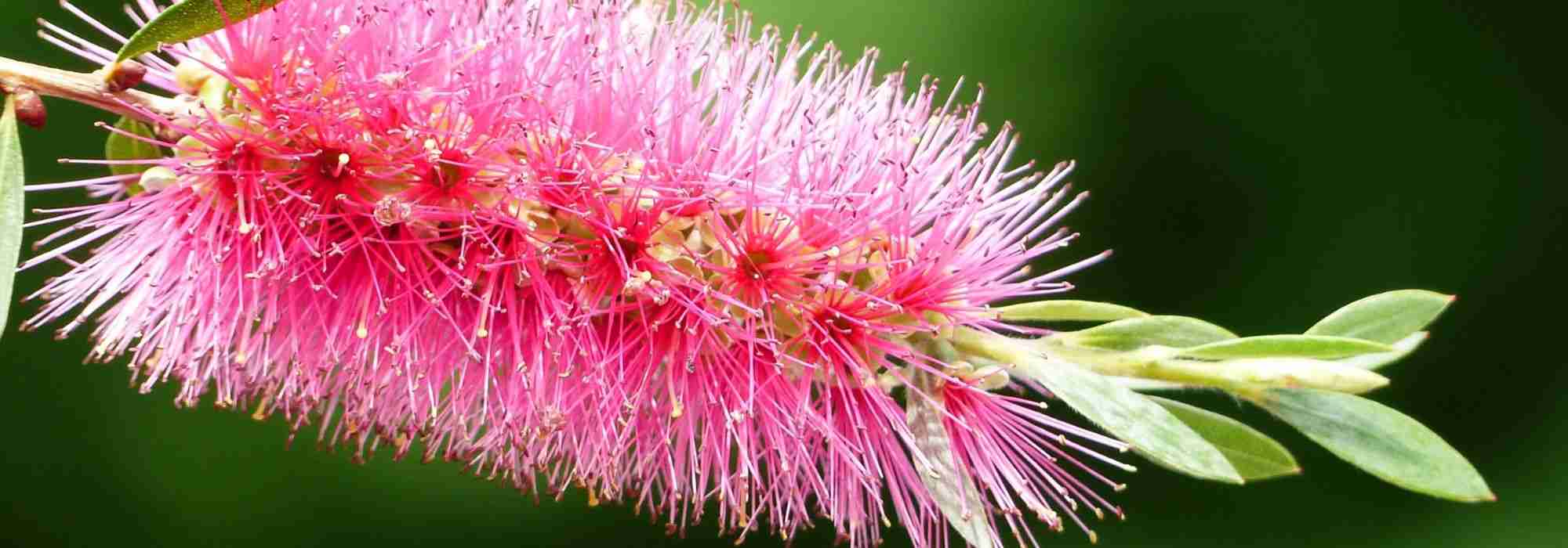 Callistemon, lampenpoetser: beschermen tegen winterkou?