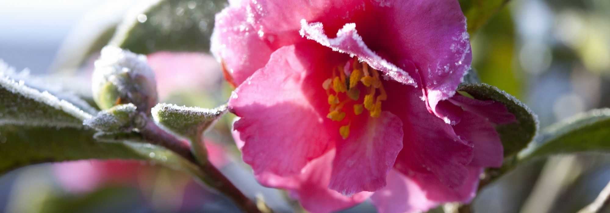 Mijn camelia in de winter: hoe verzorg je hem?