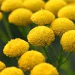 Boerenwormkruid: zaaien, planten en telen