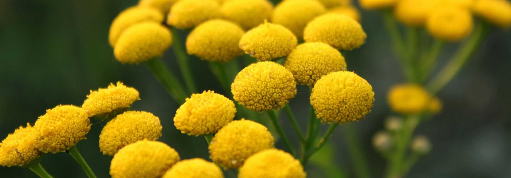 Boerenwormkruid: zaaien, planten en telen