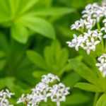 Lievevrouwebedstro: planten, kweken en verzorgen