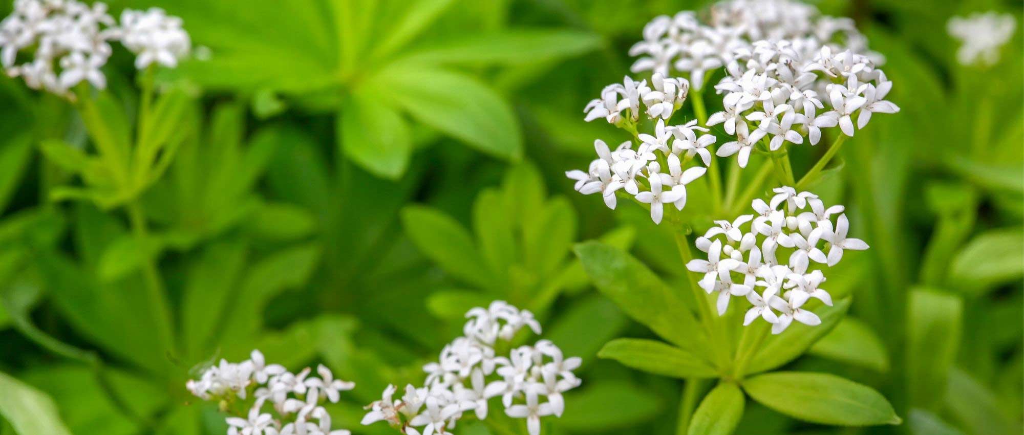 Lievevrouwebedstro: planten, kweken en verzorgen