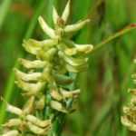Astragale: planten, kweken en onderhoud