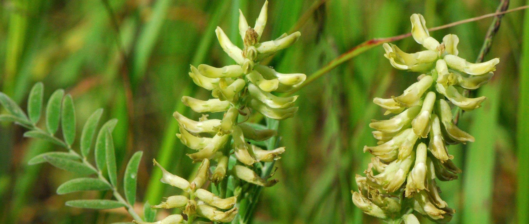 Astragale: planten, kweken en onderhoud