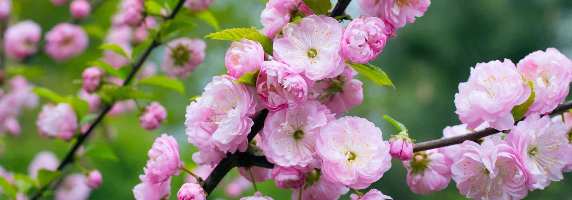 6 winterbloeiende Prunus-soorten