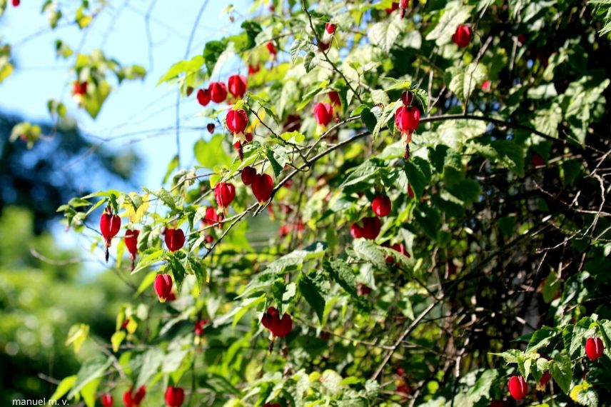 Abutilon beschermen in de winter