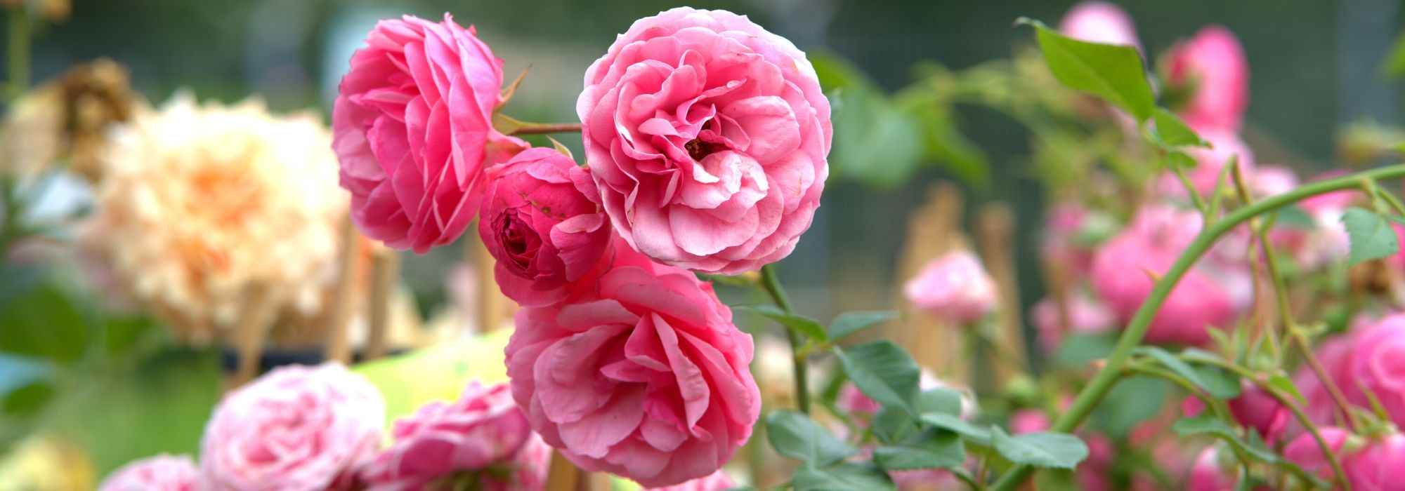 10 heesters met zomerbloei voor je tuin!