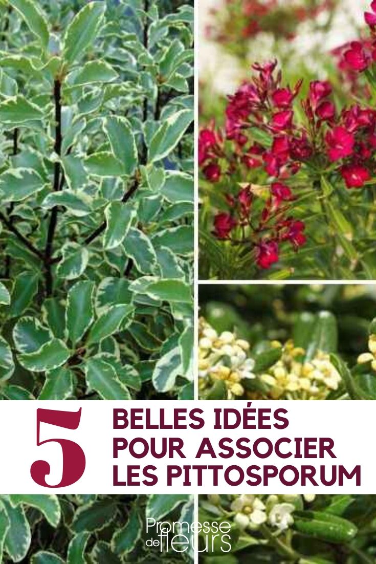 Pittosporum: combinatie-ideeën