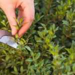 Buxus snoeien: wanneer en hoe?