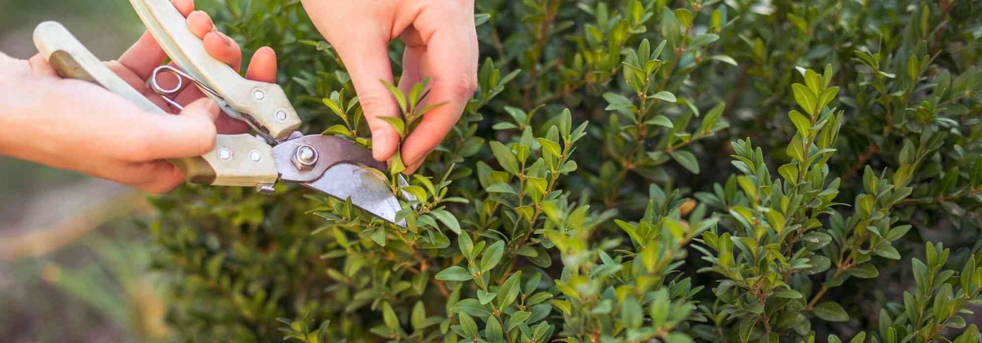 Buxus snoeien: wanneer en hoe?
