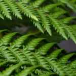 Boomvaren: planten, kweken en verzorgen