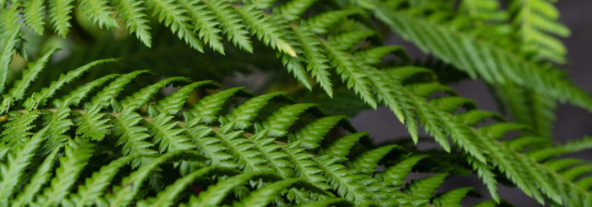 Boomvaren: planten, kweken en verzorgen
