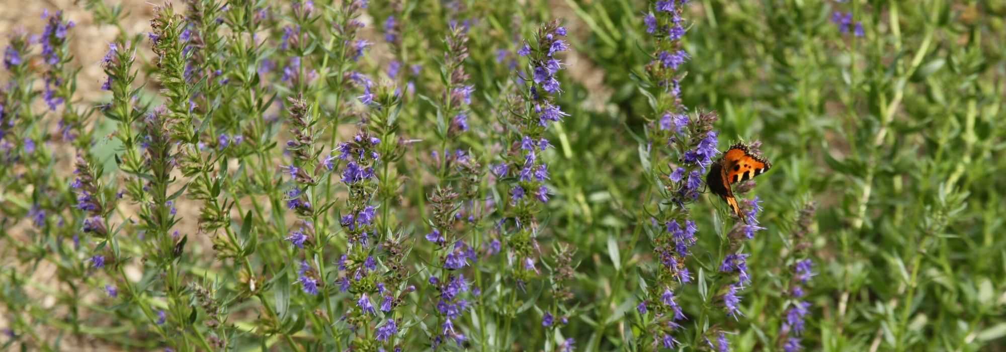 Hysop, Hyssopus officinalis: zaaien, planten en kweken