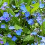 Omphalodes: planten, kweken en onderhoud