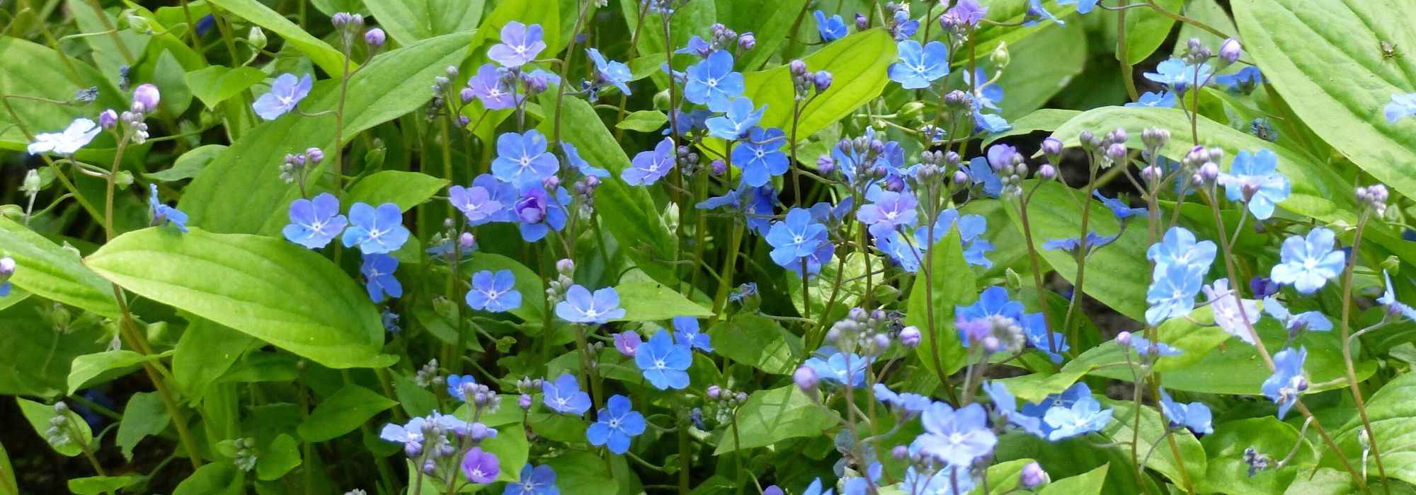 Omphalodes: planten, kweken en onderhoud