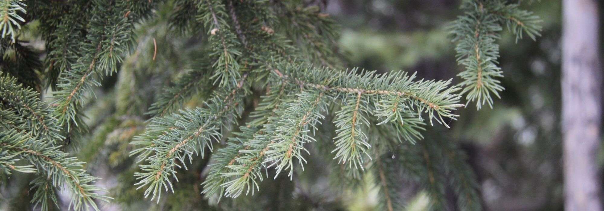Douglasspar (Pseudotsuga): planten, snoeien en onderhouden