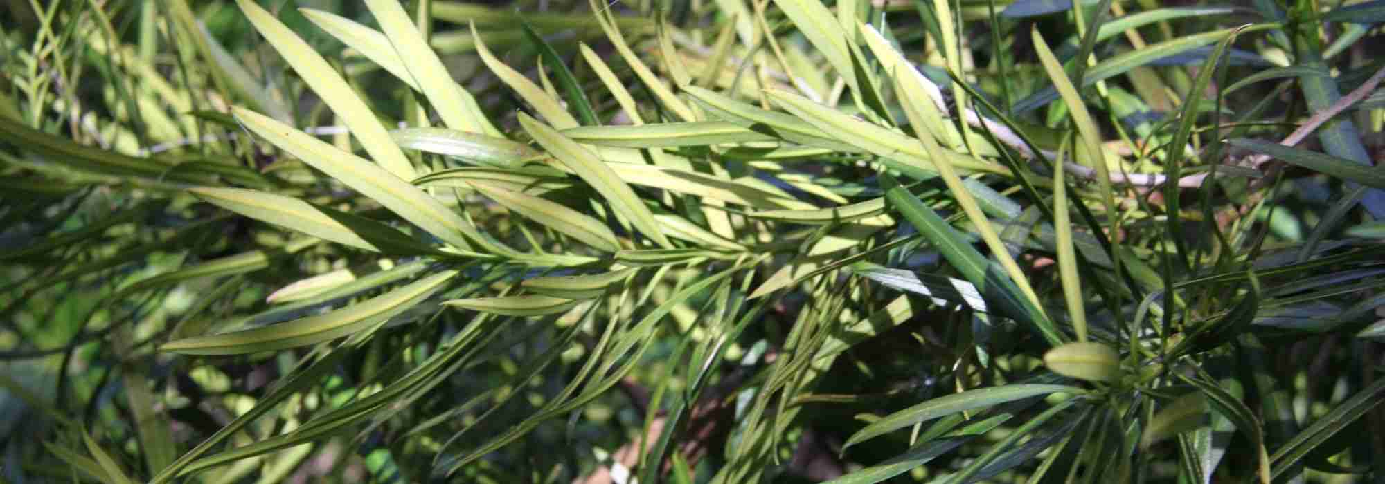 Podocarpus: planten, snoeien en onderhouden