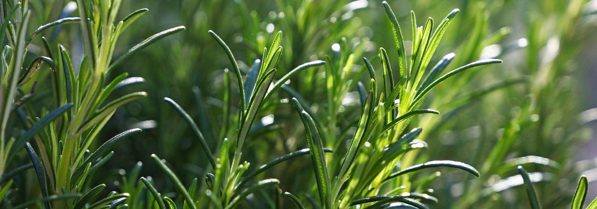 Rozemarijn: planten, voordelen en oogst