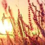 Grote kattenstaart (Lythrum): planten en verzorgen