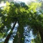 Sequoia's en mammoetbomen: planten, snoeien en onderhouden