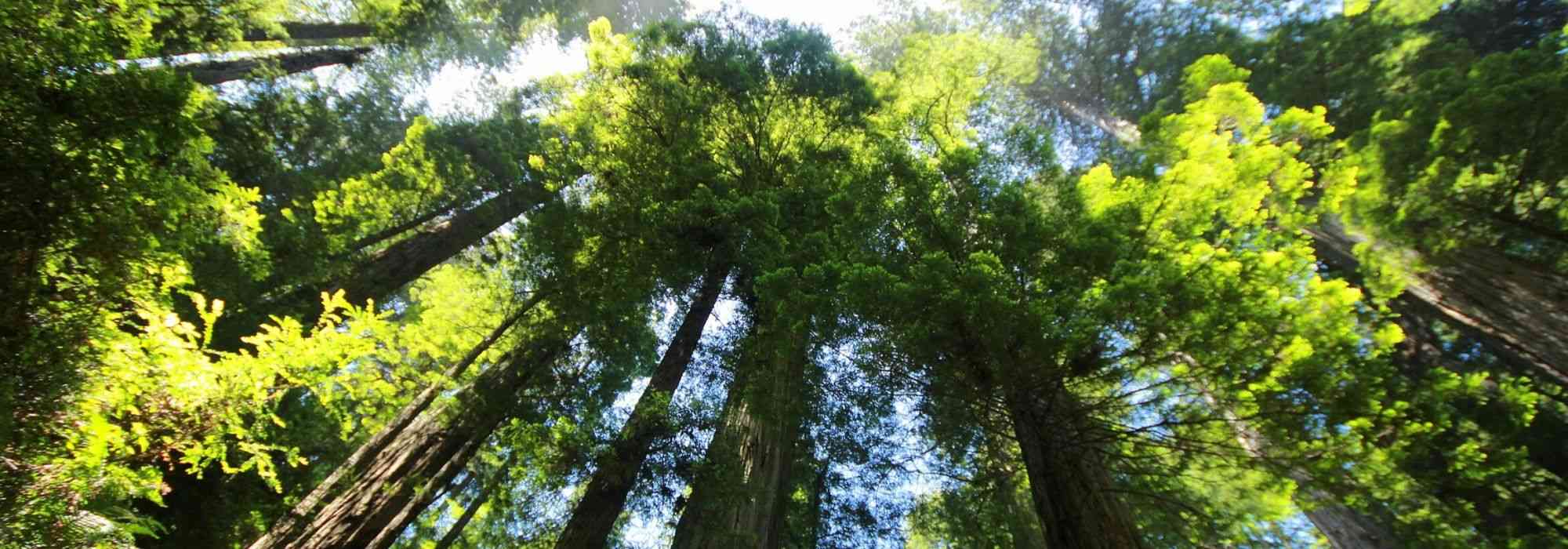 Sequoia's en mammoetbomen: planten, snoeien en onderhouden