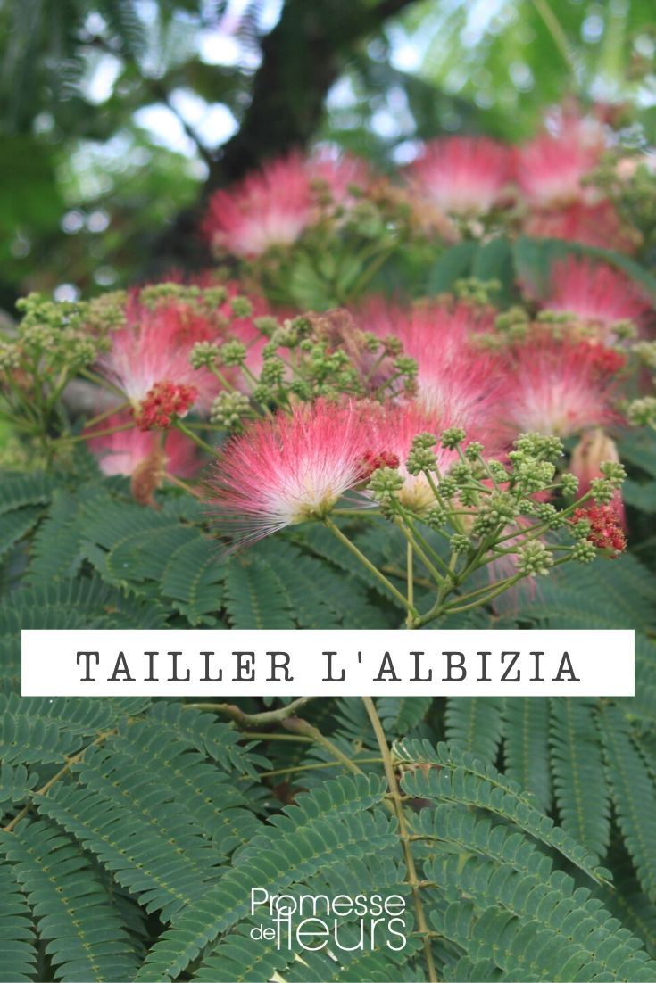 Snoei van de albizia