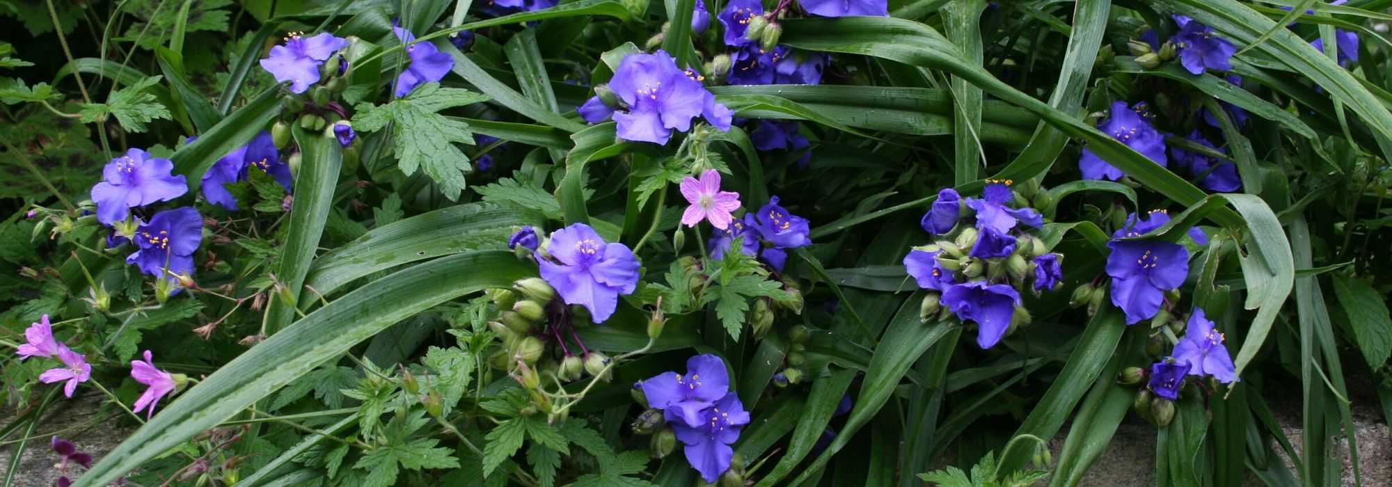 Eendagsbloemen, Tradescantia virginiana: planten en onderhouden