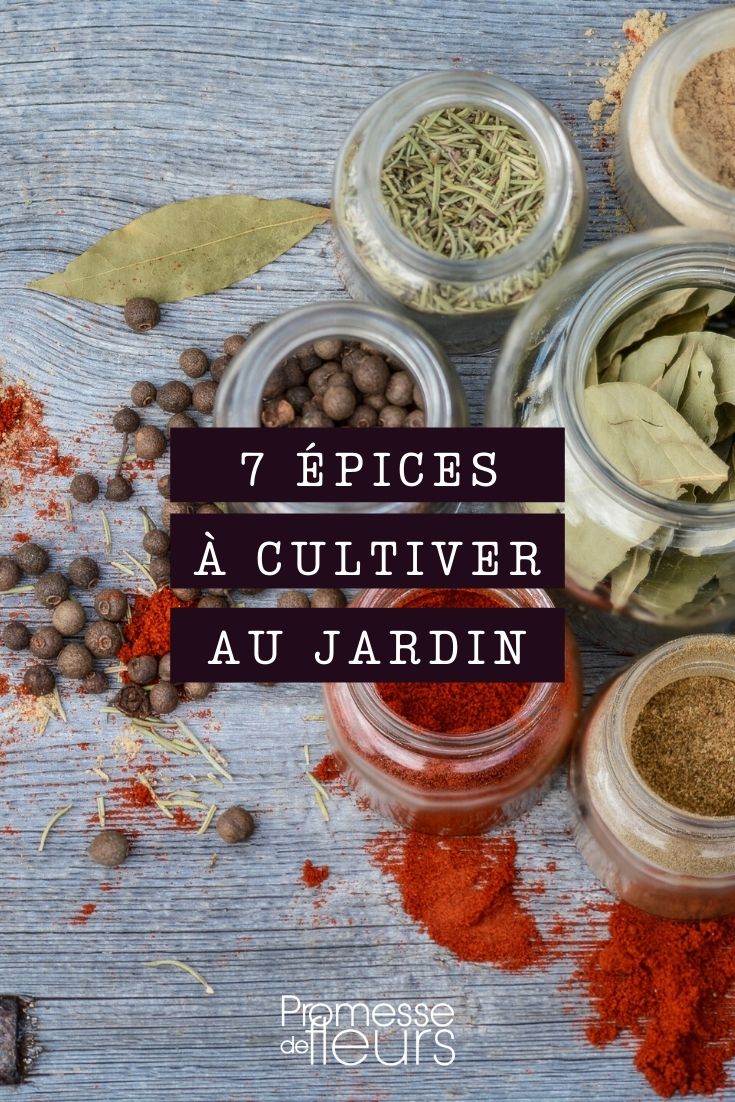 Specerijen die je in de tuin kunt telen